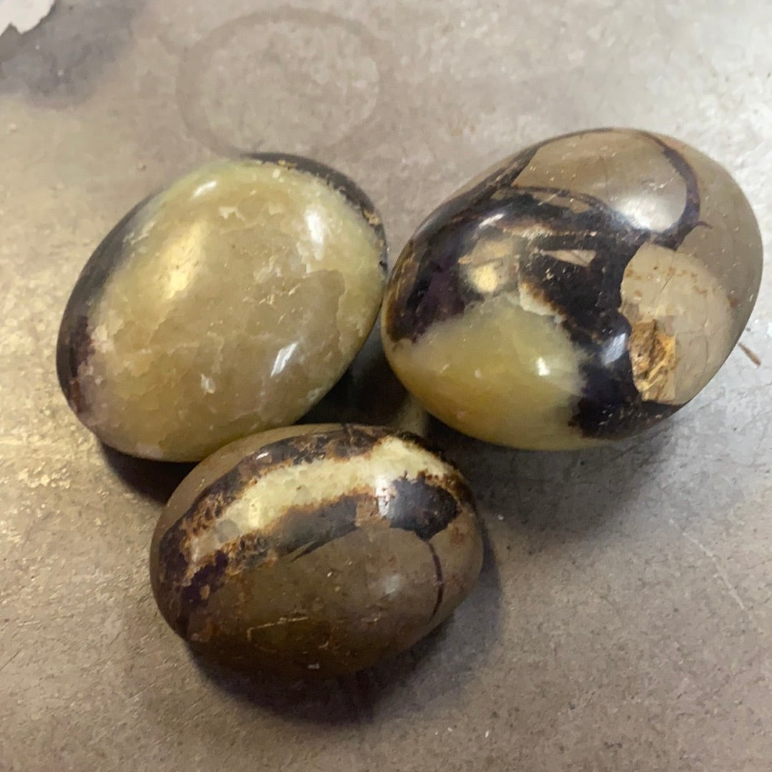 Septarian Palm Stone