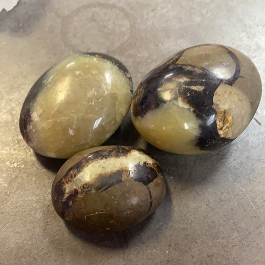 Septarian Palm Stone