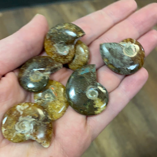 Ammonite shells. 