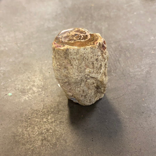 Petrified Wood