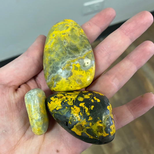 Bumblebee Jasper 